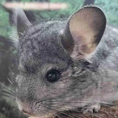 baby chinchillas, View more