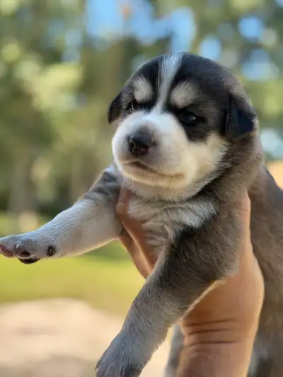 Beautiful  mix puppies for sale, View more