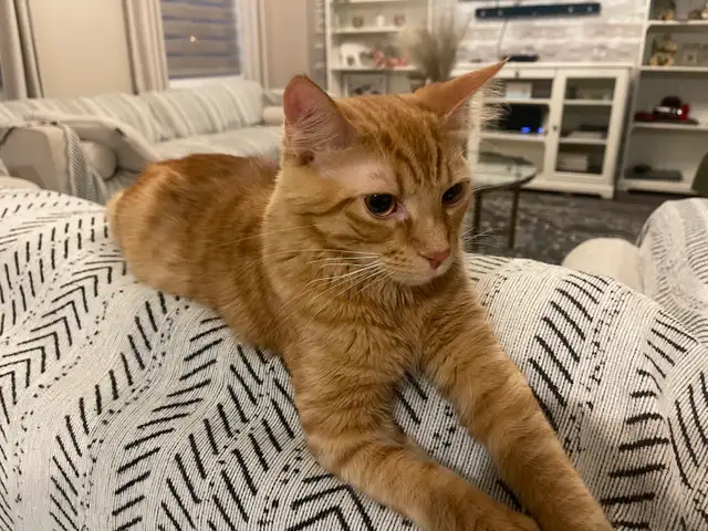 Looking for a new home for our cat, Simba!  in Cats & Kittens for Rehoming in Oakville / Halton Region - Image 5