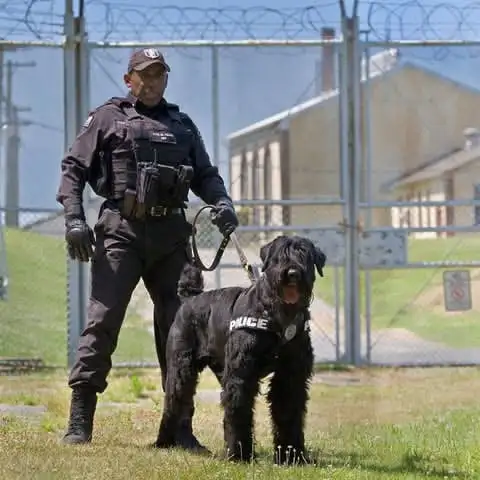 Black Russian Terrier CKC registration in Dogs & Puppies for Rehoming in Oakville / Halton Region - Image 9