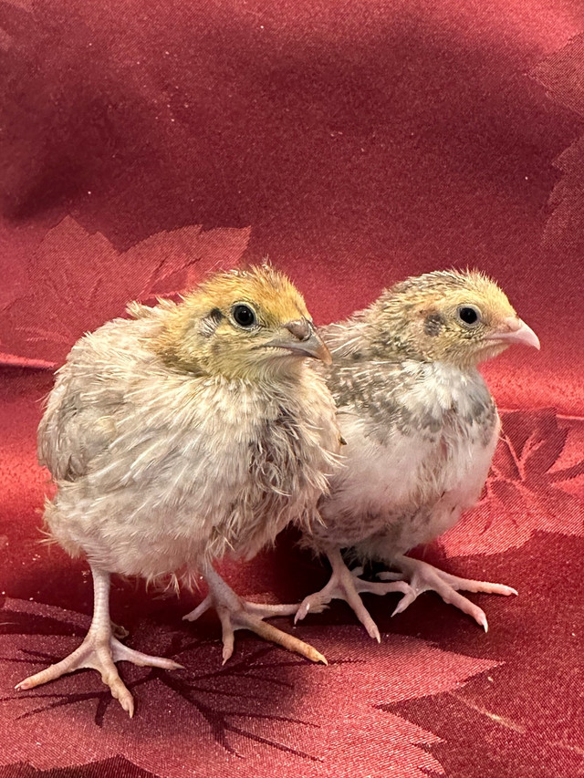 Preorders for Coturnix Quail - Celadon and Regular  in Livestock in Prince George - Image 2
