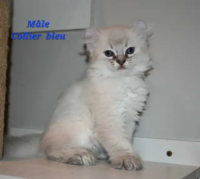 Highland lynx chatons in Cats & Kittens for Rehoming in Lanaudière - Image 11