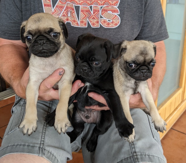 Chiots Pug Dogs & Puppies for Rehoming Gatineau Kijiji