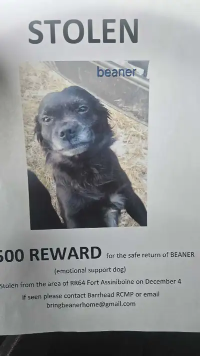 Our 3 year old pug cross was stolen thuraday dec 4th in The fort assiniboine area. Its believed he h...