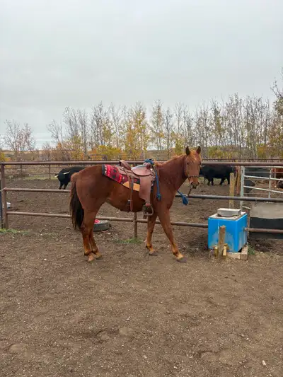 Horse for sale, View more