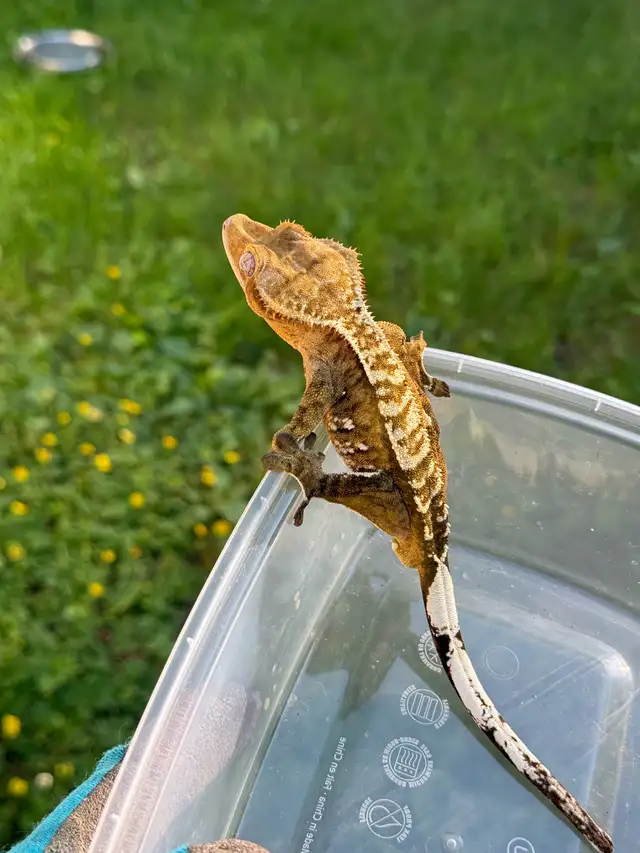 adulte mâle gecko à crête in Reptiles & Amphibians for Rehoming in Laurentides - Image 5