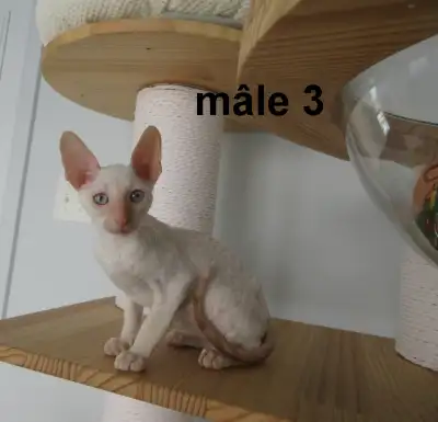 rex cornish vermifugé, micropucé, View more