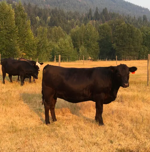 Four Bred Angus-cross Yearling Heifers in Livestock in Vernon - Image 9