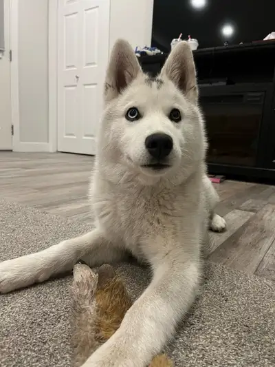 Husky Puppy (Female), View more