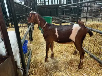Purebred Unregistered Nubian Buck, View more