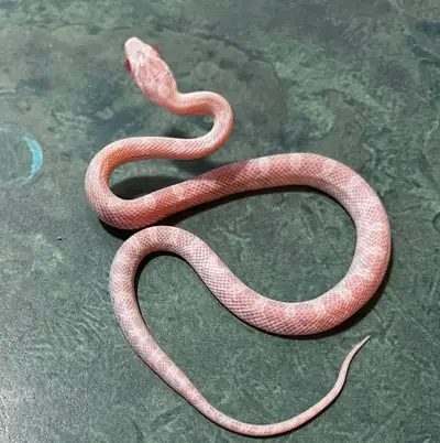 Snow Corn Snake, View more