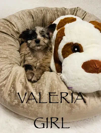 Please contact me at 705-707-1134 Marian. Yulina Blue Merle Valeria Blue Merle Ramona White Blue Mer...