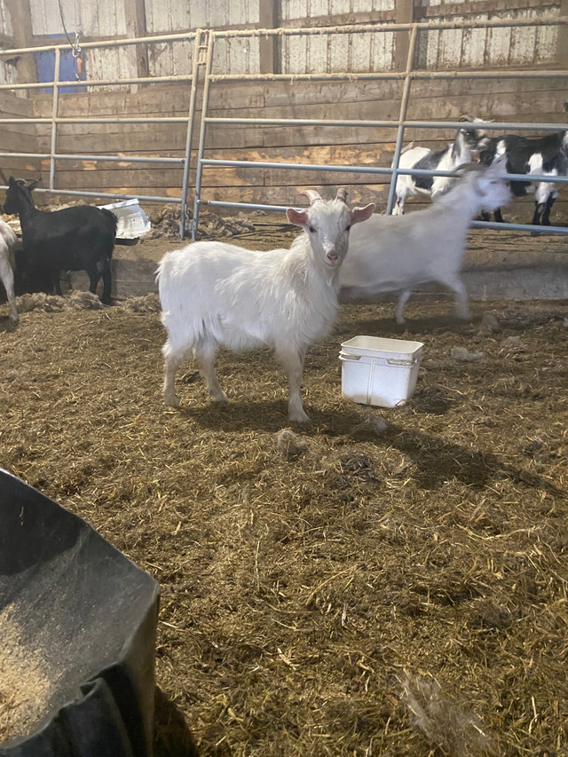 Goats for sale in Livestock in Swift Current - Image 2