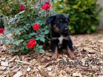 German shepherd cross puppies, View more