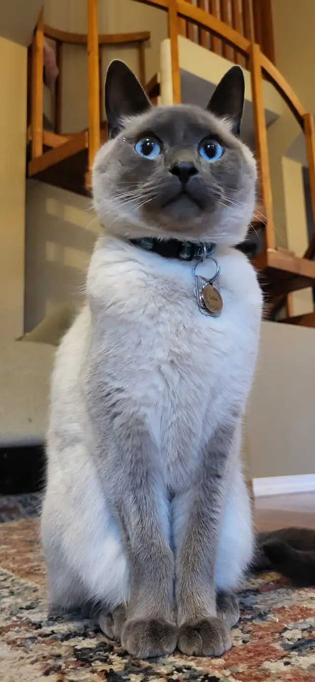 Rehoming 5.5 Year Old Male Siamese/Russian Blue in Cats & Kittens for Rehoming in Winnipeg - Image 5