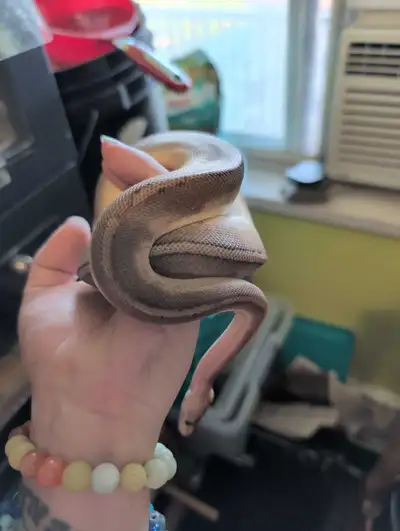 Champagne Mystery Gene Ball Python, View more