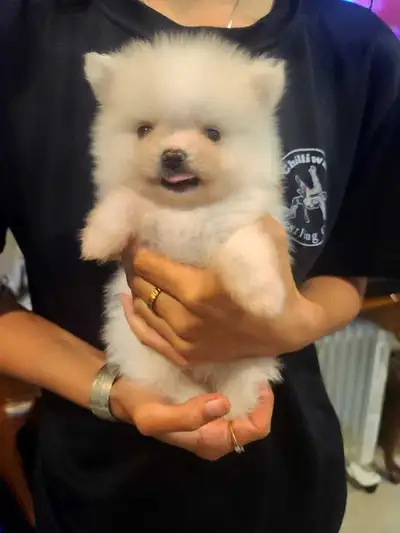 Pomeranian, View more