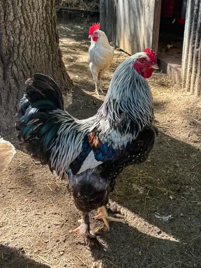 Rooster ‘s for sale, View more