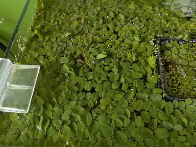 Salvinia - Plantes flottantes pour aquarium, View more