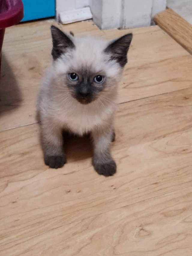 Bébés Siamois dans Chats et chatons à adopter  à Shawinigan