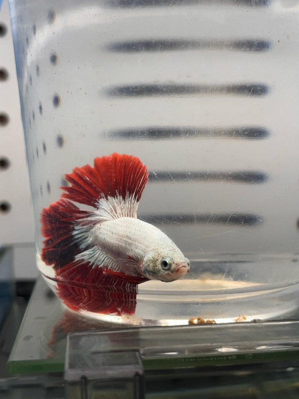 Bettas - Halfmoons and Dumbo ears in Fish for Rehoming in Mississauga / Peel Region