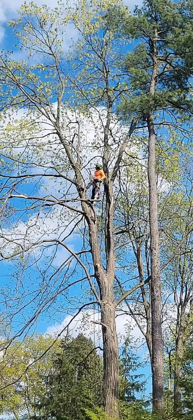 Tree Removal Tree Pruning 647 654-188462864359395971124