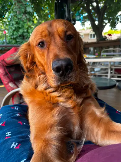 Purebred Golden Retriever for Rehoming - e yr old, View more