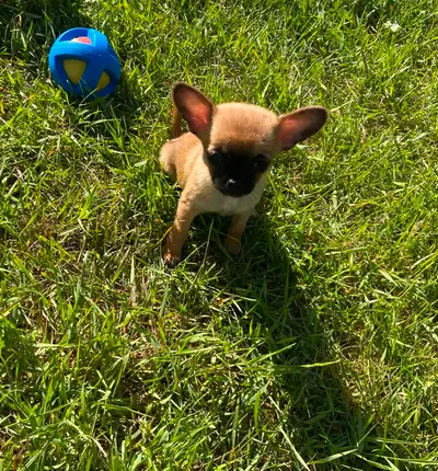 ♥️ Tiny Applehead Chihuahua Puppy ♥️, View more