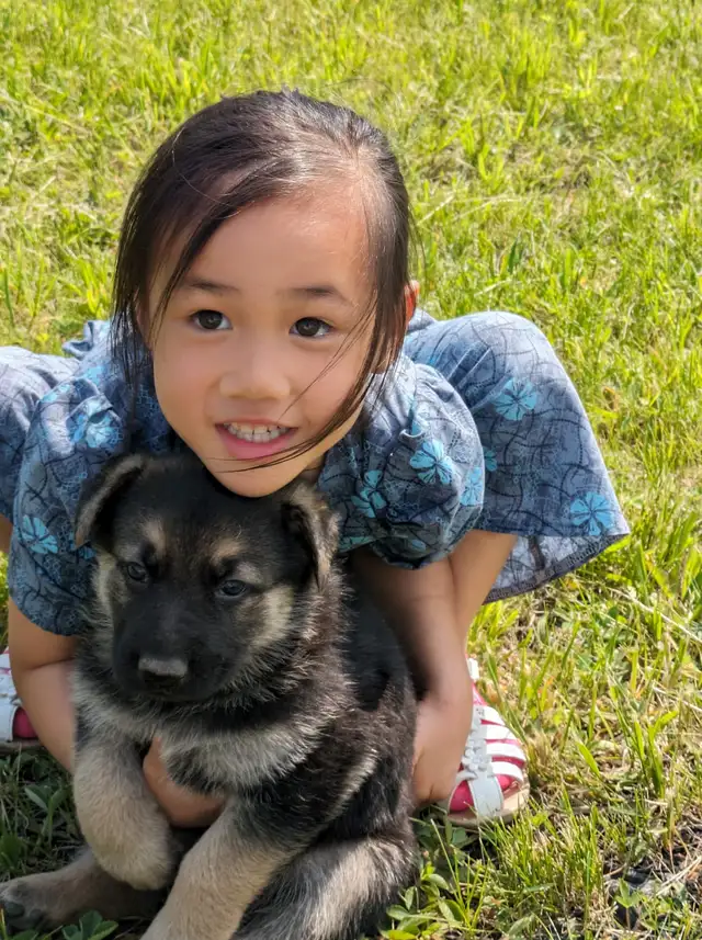 5 Czech Line CKC Registered Working Line German Shepherd in Dogs & Puppies for Rehoming in Owen Sound - Image 5