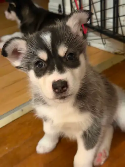 6 Chiots Husky Sibérien à réserver – prêts à 8 semaines, View more