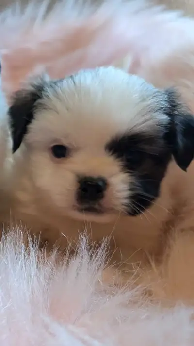 Japanese chin X pom chi, View more
