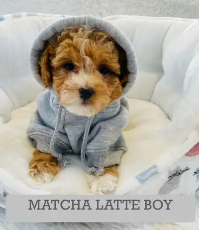 ❤️Super gentle Maltipoo Puppies❤️, View more
