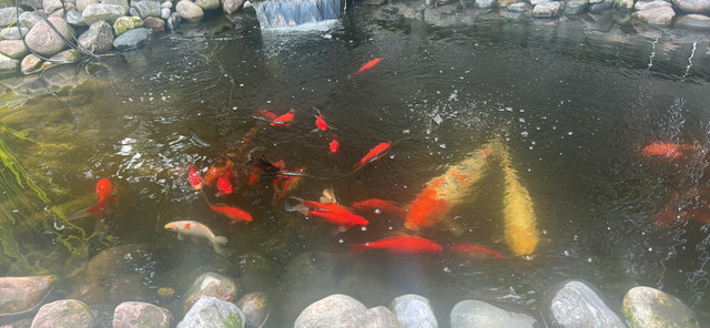 Koi pond and fish for sale in Fish for Rehoming in Chatham-Kent - Image 3