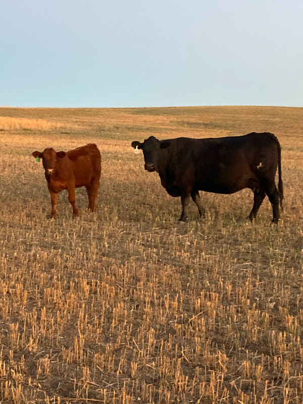 130 Black Angus Cow/calf Pairs in Livestock in Moose Jaw - Image 2