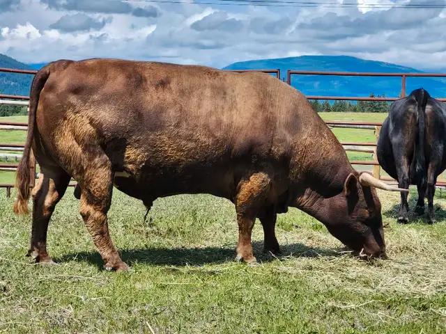 dexter cow/calf pair and yearling heifer in Livestock in Cranbrook - Image 8