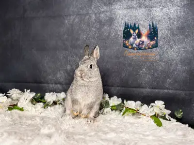 Neutered young Netherland dwarfs , View more