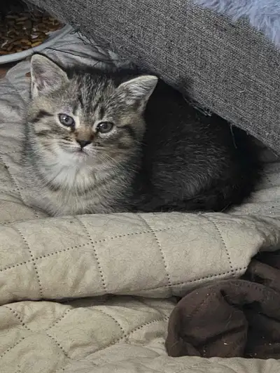 chatons persan x kitten femelle, View more