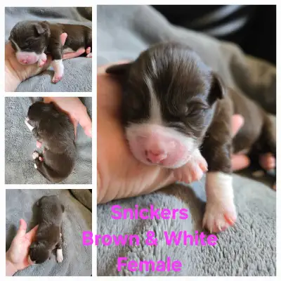 3 Australian Shepherd Border Collie Puppies left, View more