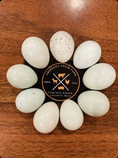 Celadon Coturnix Quail Hatching Eggs, View more