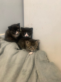 Kittens ready for there forever homes 