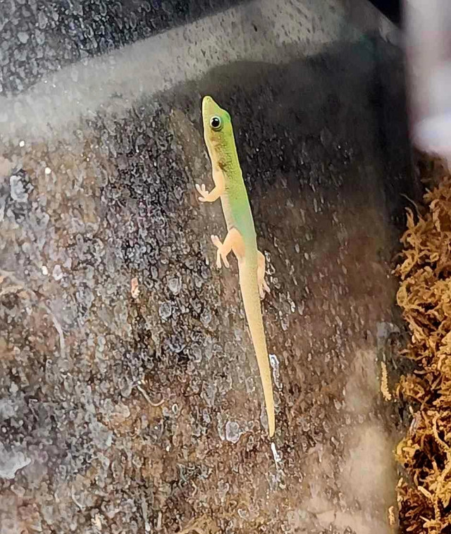 Gecko poussière d'or  dans Reptiles et amphibiens à adopter  à Saint-Hyacinthe - Image 4