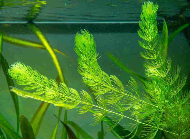 Hornwort aquarium plant dans Autre  à Ville de Montréal