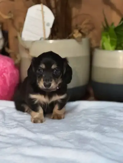 CKC miniature longhaired dachshunds, View more