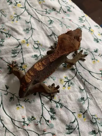 crested gecko, View more