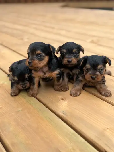 Yorkie Puppies Looking for Their Forever Homes ✨, View more