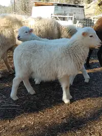 Beautiful lambs for sale