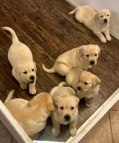 CKC Registered Yellow Labrador Retriever Puppies – Now Available for Loving Homes! We are thrilled t...