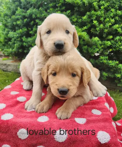 Golden Retriever Puppies!, View more