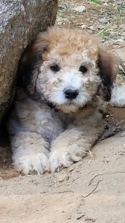 Rare - Standard Whoodle Puppies, View more