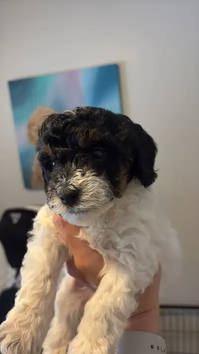 Mini goldendoodles, View more